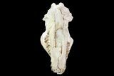 Beautiful, Oreodont (Merycoidodon) Skull - Wyoming #93751-1